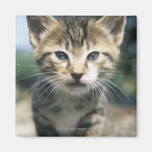 Kattunge utomhus magnet