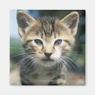 Kattunge utomhus magnet