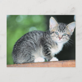 Kattunge Vykort