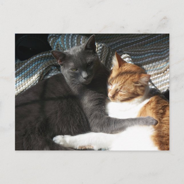 Kattunge vykort (Framsida)