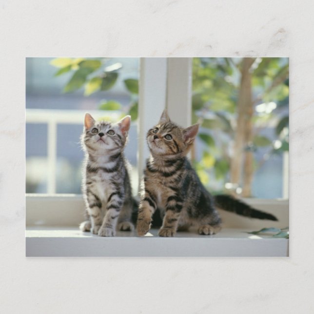 Kattunge Vykort (Framsida)