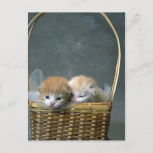 Kattunge Vykort