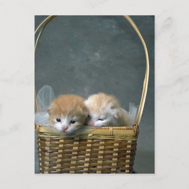 Kattunge Vykort (Framsida)