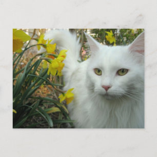 Kattunge Vykort