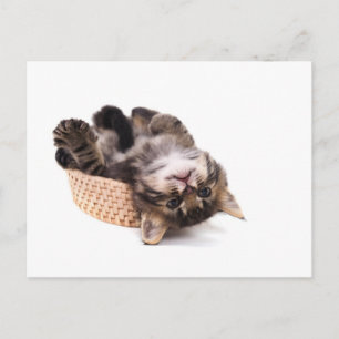 kattunge vykort