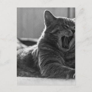 Kattunge Yawning Vykort