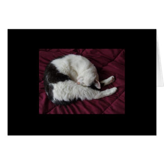 Kattunge Yoga OBS Kort