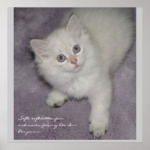 Kattungeaffisch Poster