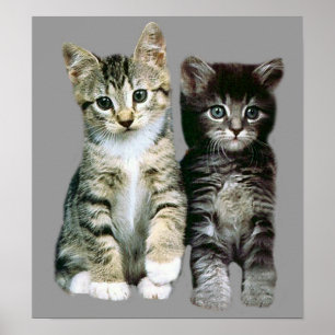 Kattungeaffisch Poster