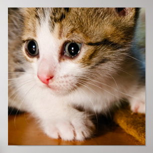 Kattungeaffisch Poster