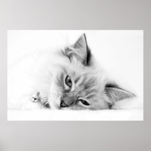 kattungeaffisch poster
