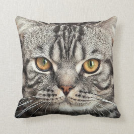 Kattungeansiktecloseupen kudder kudde
