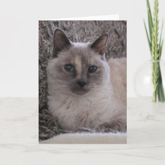 Kattungeblues porträtt kort