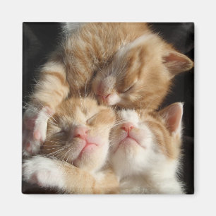 KattungeCutenessmagnet Magnet