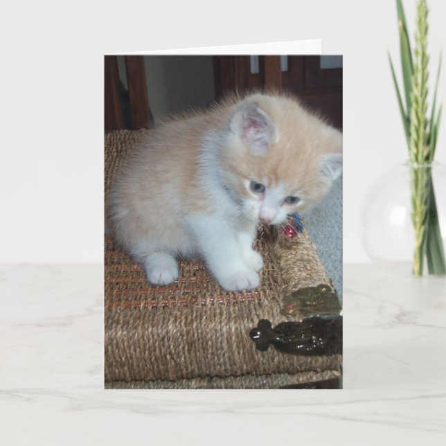 Kattungefödelsedag Kort (Framsida)