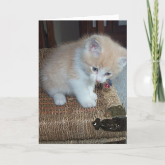 Kattungefödelsedag Kort