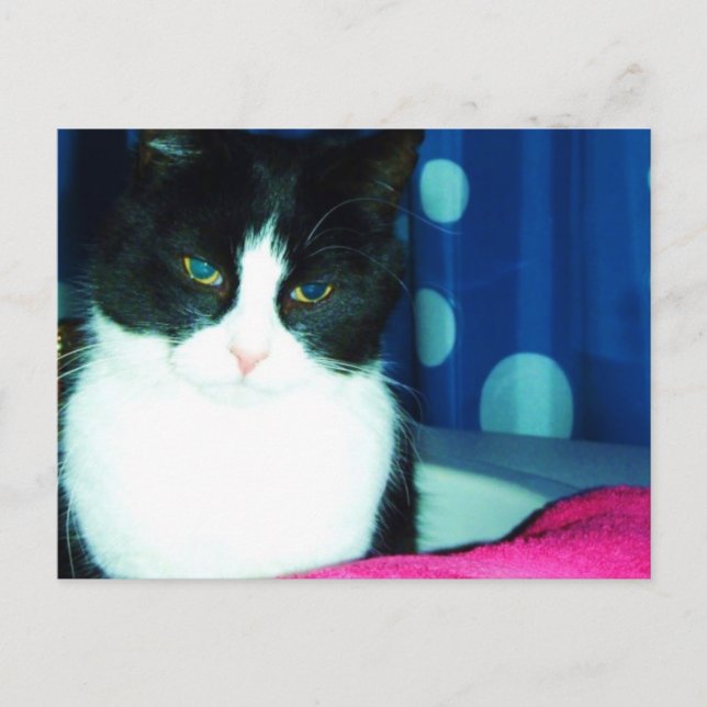 Kattungeglödvykort Vykort (Framsida)
