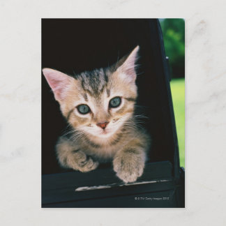 Kattungeinsida av brevlådan vykort