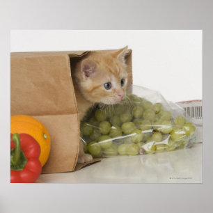 Kattungeinsidamatkasse Poster