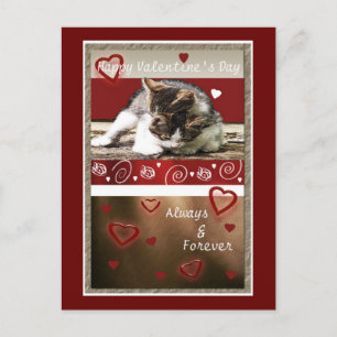 Kattungekärlekvalentin Helg Vykort