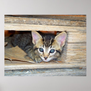 Kattungekurragömma Poster