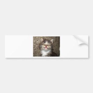 Kattungeleende Bildekal