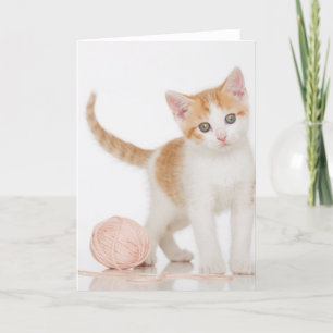 Kattungen bredvid boll av stränger kort