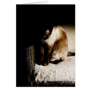 Kattungen Hälsningskort