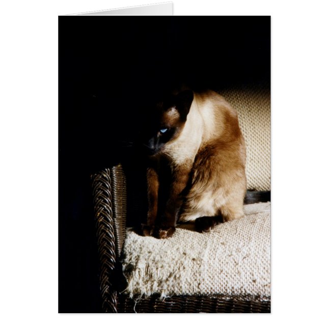 Kattungen Hälsningskort (Framsidan)