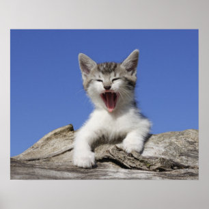 Kattungen som ljuger på, loggar och att gäspa, poster