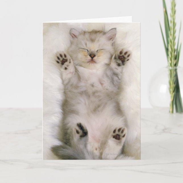 Kattungen som sovar på en fluffig vit, mattar, kort (Framsida)