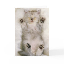 Kattungen som sovar på en fluffig vit, mattar,