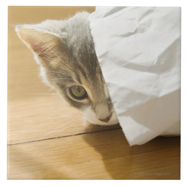 Kattungenederlag i papper hänger lös kakelplatta (Framsidan)