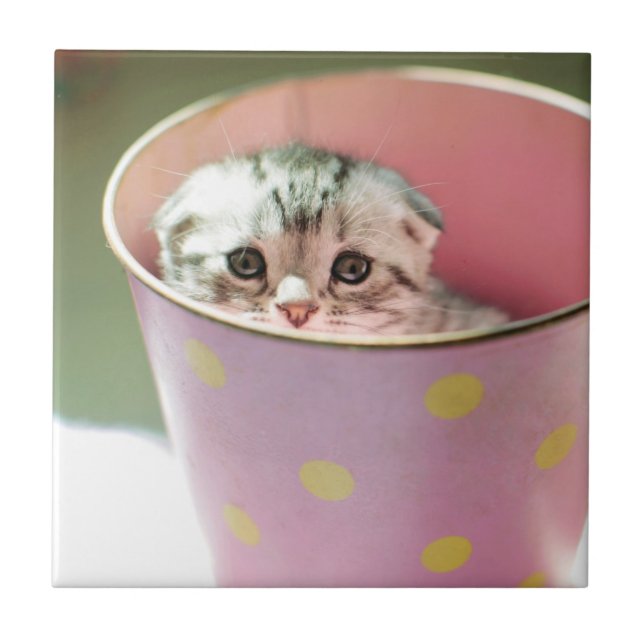 Kattungenederlag Kakelplatta (Framsidan)