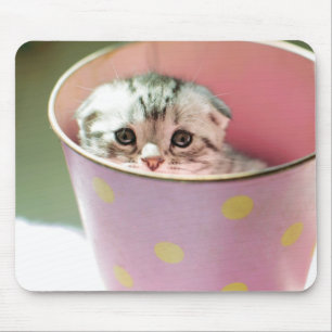 Kattungenederlag Musmatta