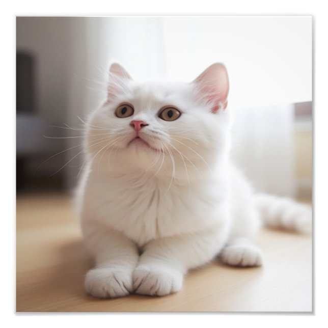 Kattungens daghem & Barnkammartryck Fototryck (Framsidan)