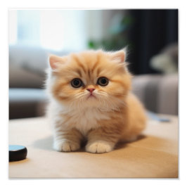 Kattungens daghem & Barnkammartryck Fototryck