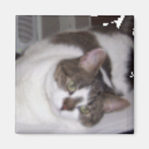 KattungePaperweightmagnet Magnet