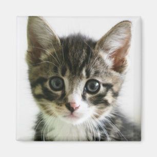 Kattungestirrande Magnet