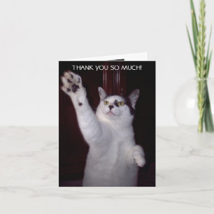 KATTUNGETACKKORT TACK KORT