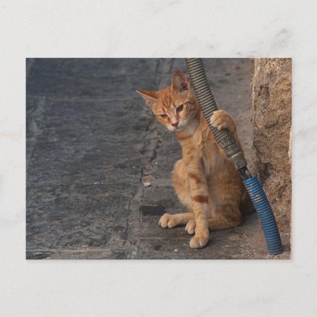 Kattungevykort Vykort (Framsida)