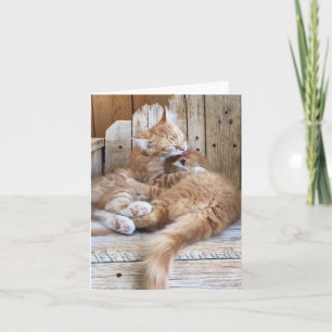 Kattungskärlek Hälsning Kort