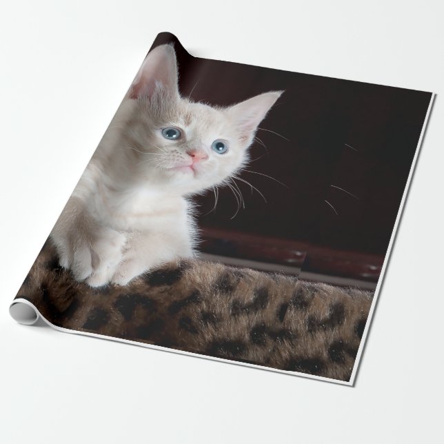 kattutseende presentpapper (Utrullad)