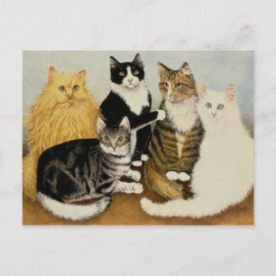 Kattvagga Vykort