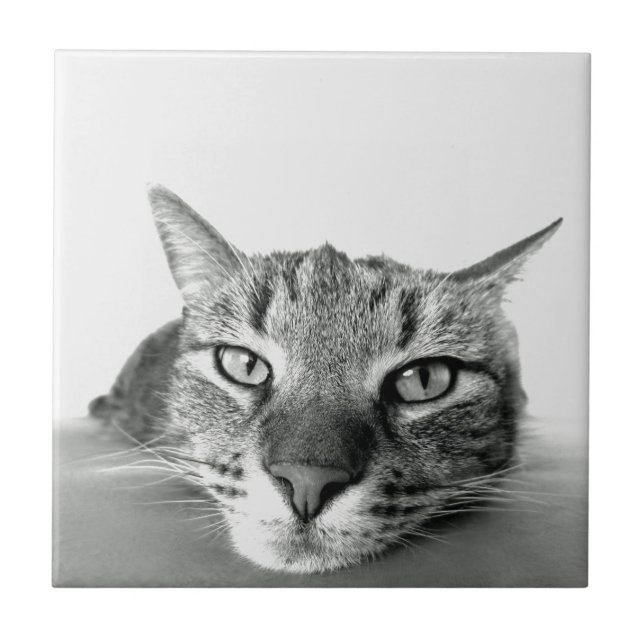 Kattvakthål Kakelplatta (Framsidan)