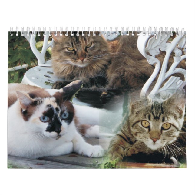 kattvänlig kalender (Omslag)