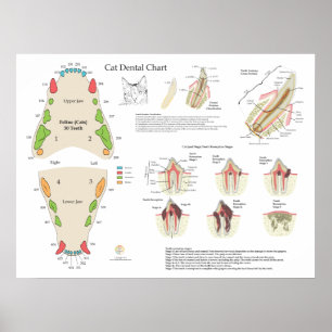 Kattveterinär Tandläkartand Diagram Poster