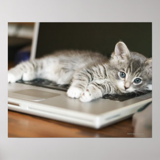 Kattvila på bärbar dator poster