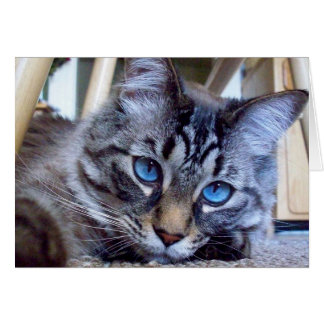 Kattviskningbokomslag avbildar hälsningskort