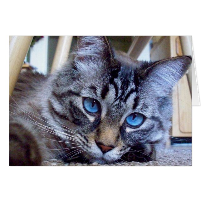 Kattviskningbokomslag avbildar hälsningskort (Framsidan Horizontal)